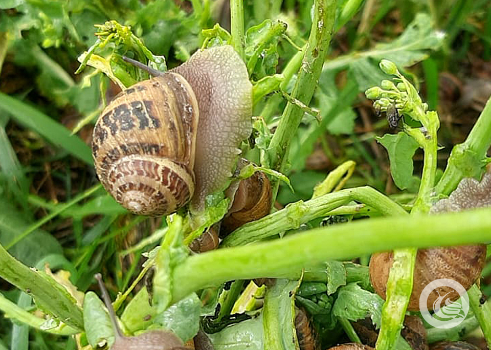 Tucz karmienie slimaka Helix Aspersa Müller